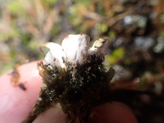 Peltigera hymenina