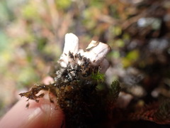 Peltigera hymenina