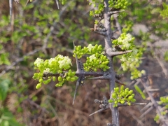 Canthium coromandelicum