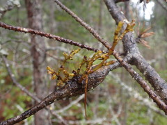 Arceuthobium tsugense contortae