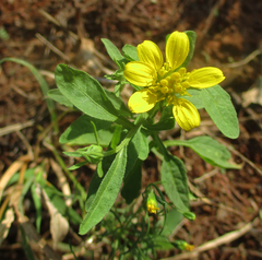 Calostephane divaricata