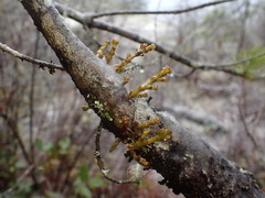 Arceuthobium tsugense contortae