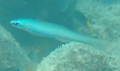 Ptereleotris microlepis