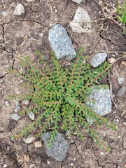 Phyllanthus parvulus