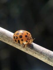 Henosepilachna sumbana