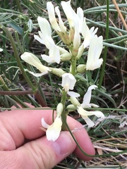 Astragalus pectinatus