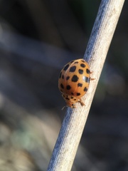 Henosepilachna sumbana