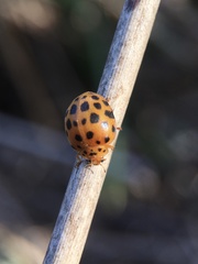 Henosepilachna sumbana