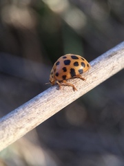 Henosepilachna sumbana