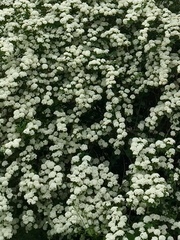 Spiraea cantoniensis