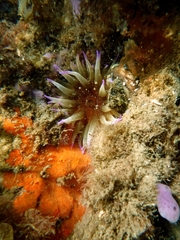 Epiactis australiensis