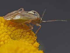 Lygus gemellatus
