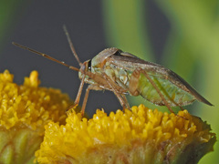 Lygus gemellatus