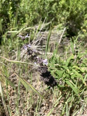Salvia brandegeei