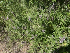 Salvia brandegeei