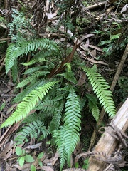 Blechnum chambersii