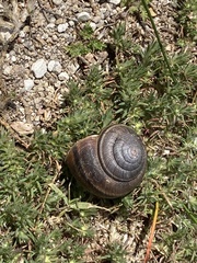 Helminthoglypta ayresiana