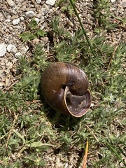 Helminthoglypta ayresiana