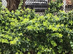 Baptisia nuttalliana