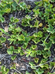 Dichondra occidentalis