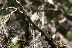 Empidonax atriceps