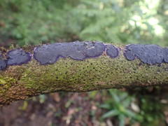 Terana