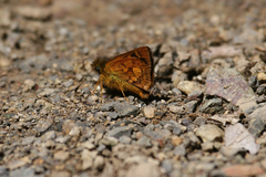 Dalla pulchra
