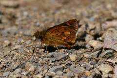 Dalla pulchra