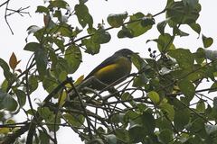 Phainoptila melanoxantha