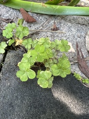 Oxalis
