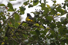 Phainoptila melanoxantha