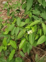 Mesechites trifidus