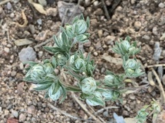 Stylocline micropoides