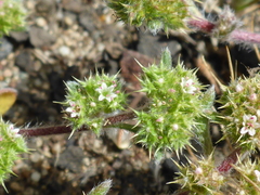 Chorizanthe cuspidata