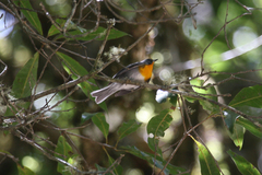 Oreothlypis gutturalis