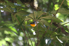 Oreothlypis gutturalis