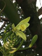 Vanilla planifolia