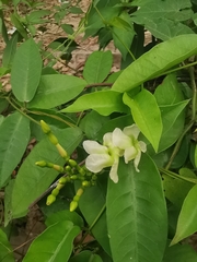 Mesechites trifidus