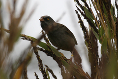 Junco vulcani