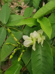 Mesechites trifidus