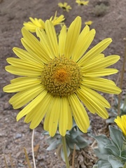 Enceliopsis covillei