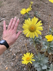 Enceliopsis covillei