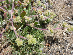 Chorizanthe cuspidata