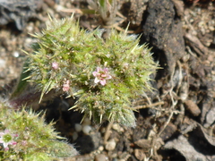 Chorizanthe cuspidata