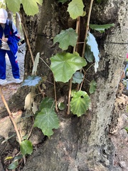 Pterospermum acerifolium