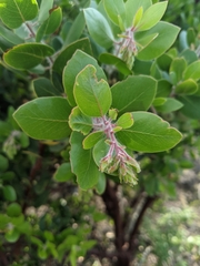 Arctostaphylos catalinae