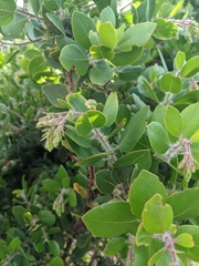 Arctostaphylos catalinae