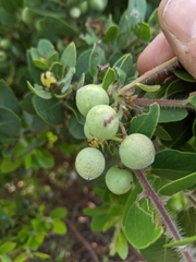 Arctostaphylos catalinae