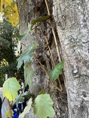 Pterospermum acerifolium