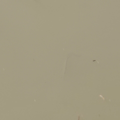 Hemiculter leucisculus